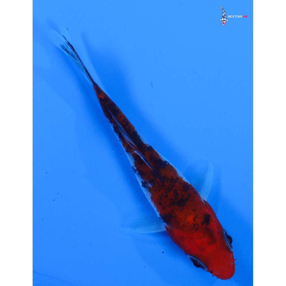 3” Imported Goshiki