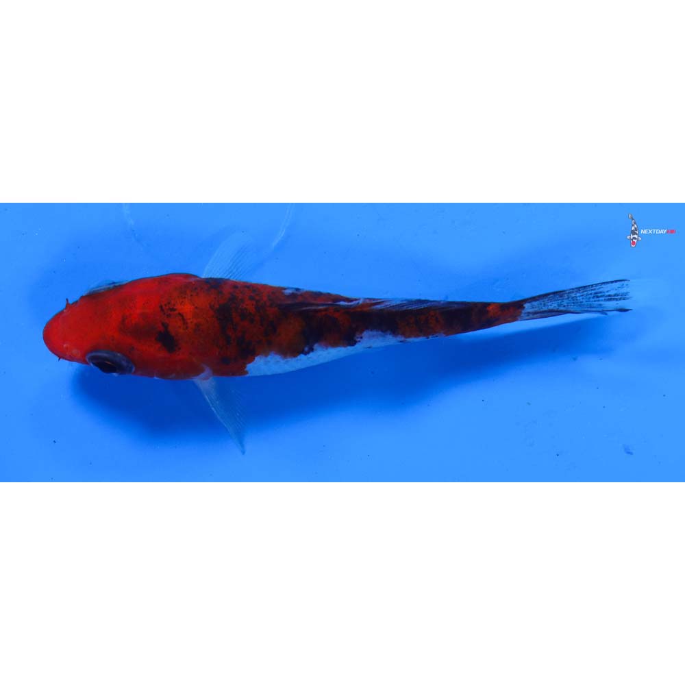 3” Imported Goshiki