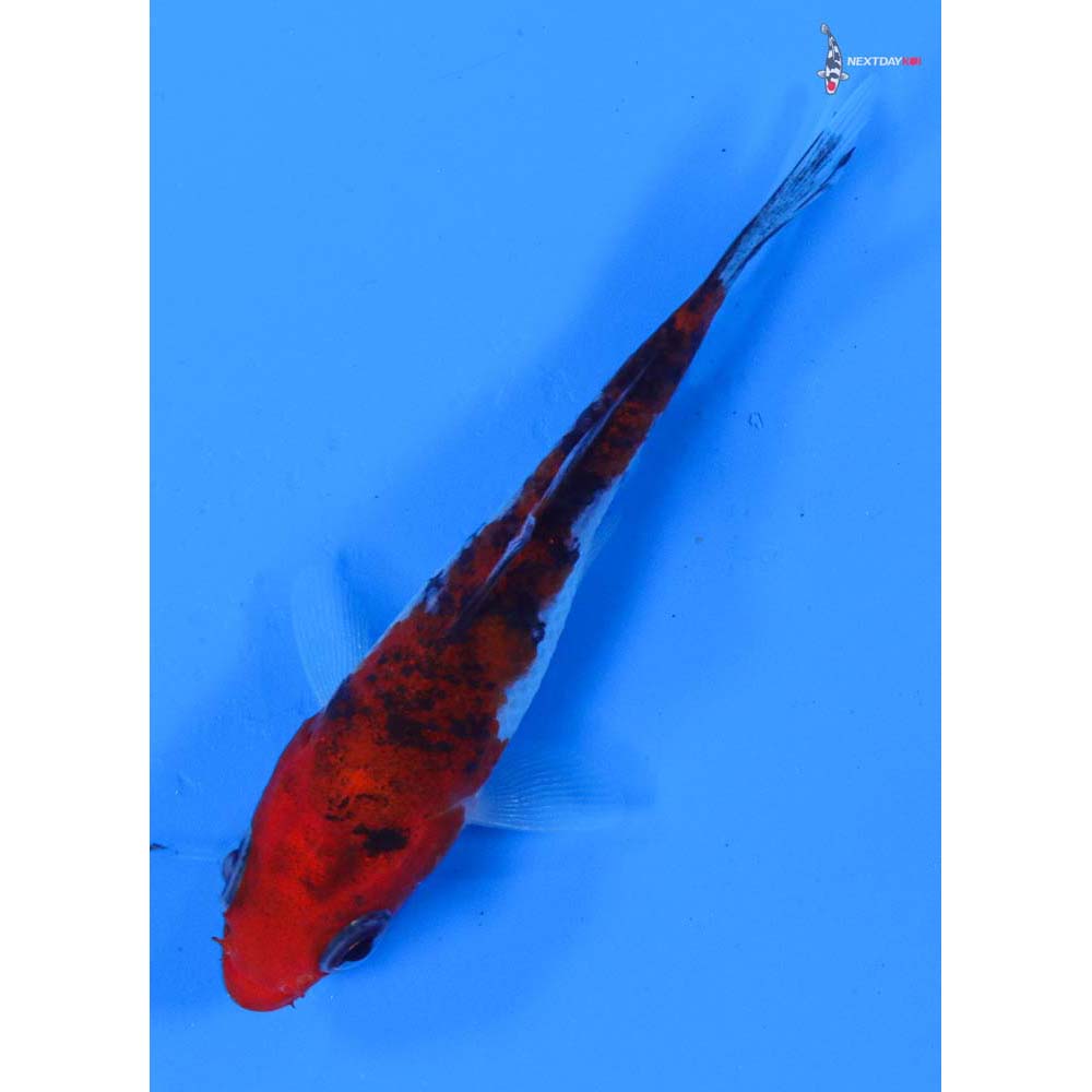 3” Imported Goshiki
