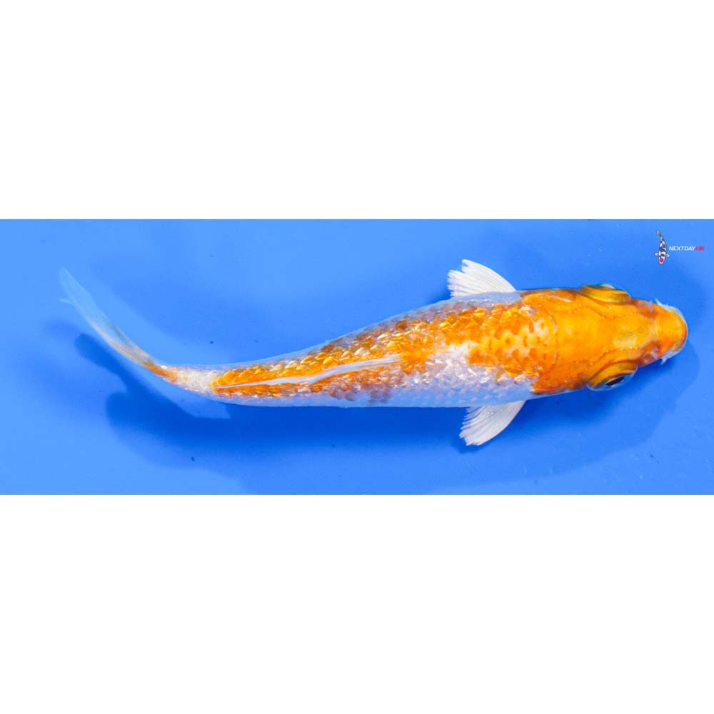 3” Imported Gin Rin Hariwake