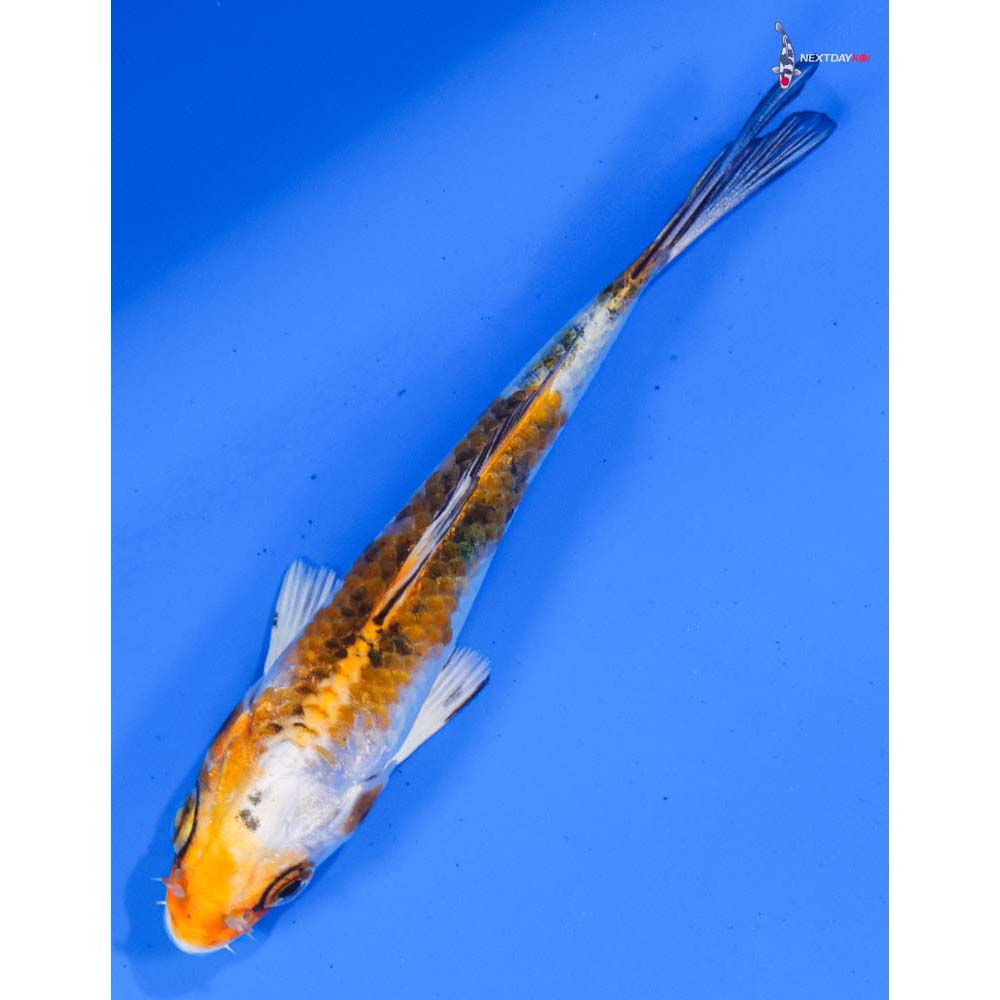 4” Imported Yamato Nishiki