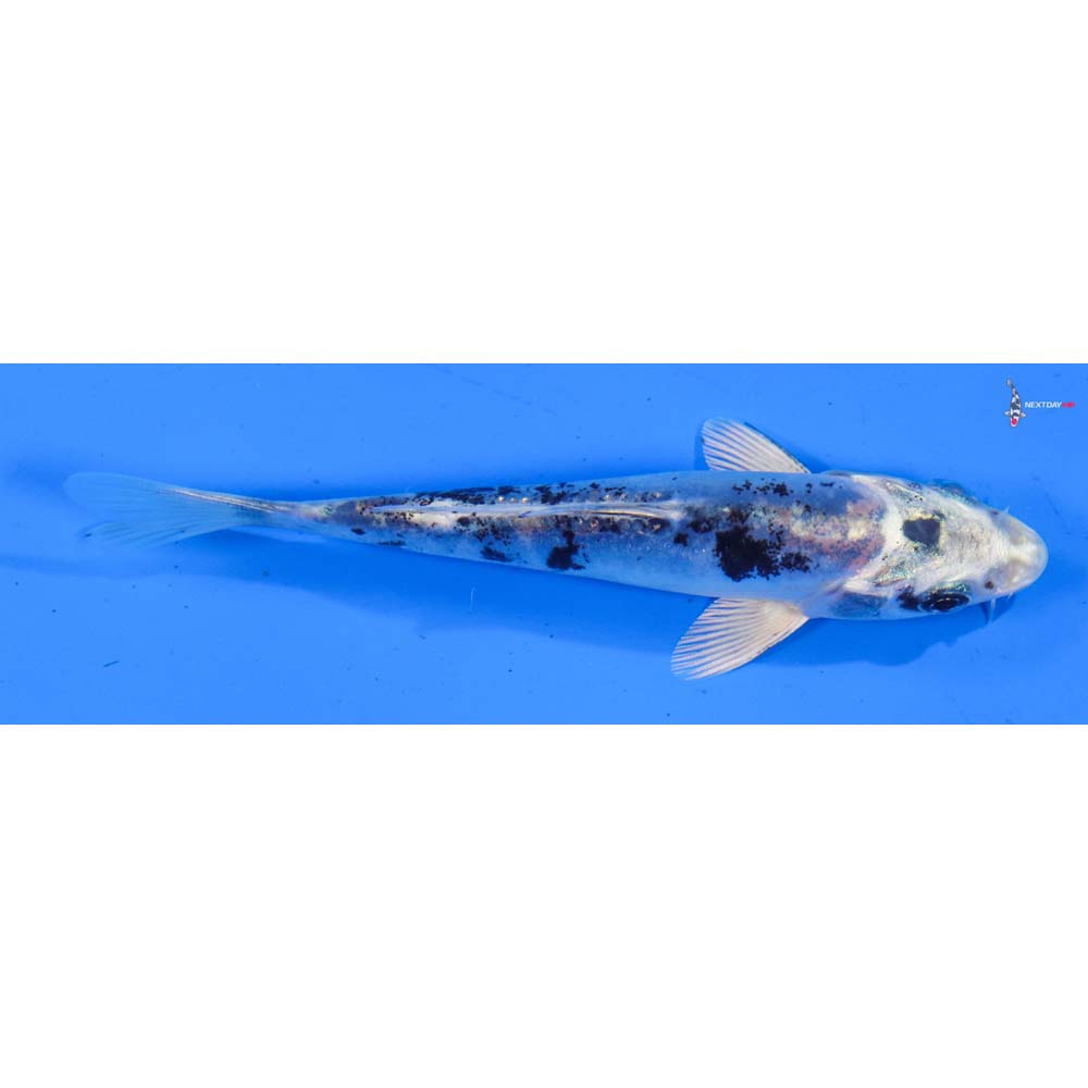 4.5” Imported Doitsu Gin Shiro Bekko