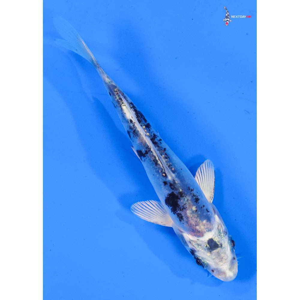 4.5” Imported Doitsu Gin Shiro Bekko