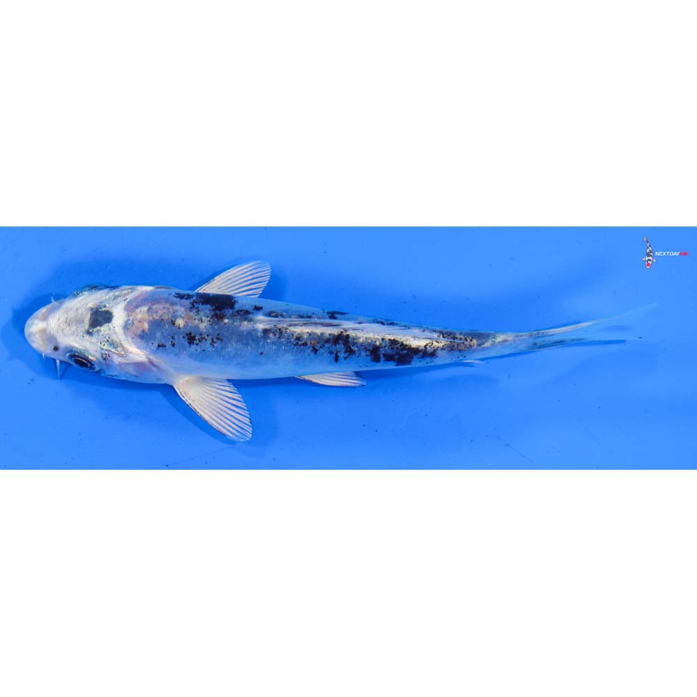 4.5” Imported Doitsu Gin Shiro Bekko
