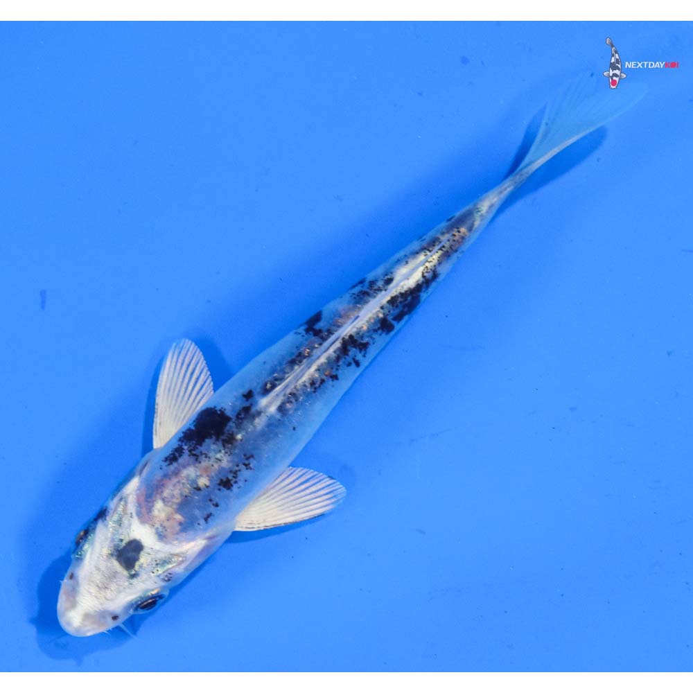 4.5” Imported Doitsu Gin Shiro Bekko