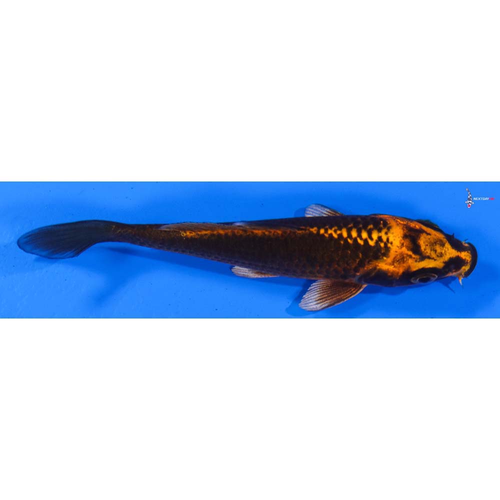 4.5” Imported Orenji Matsuba