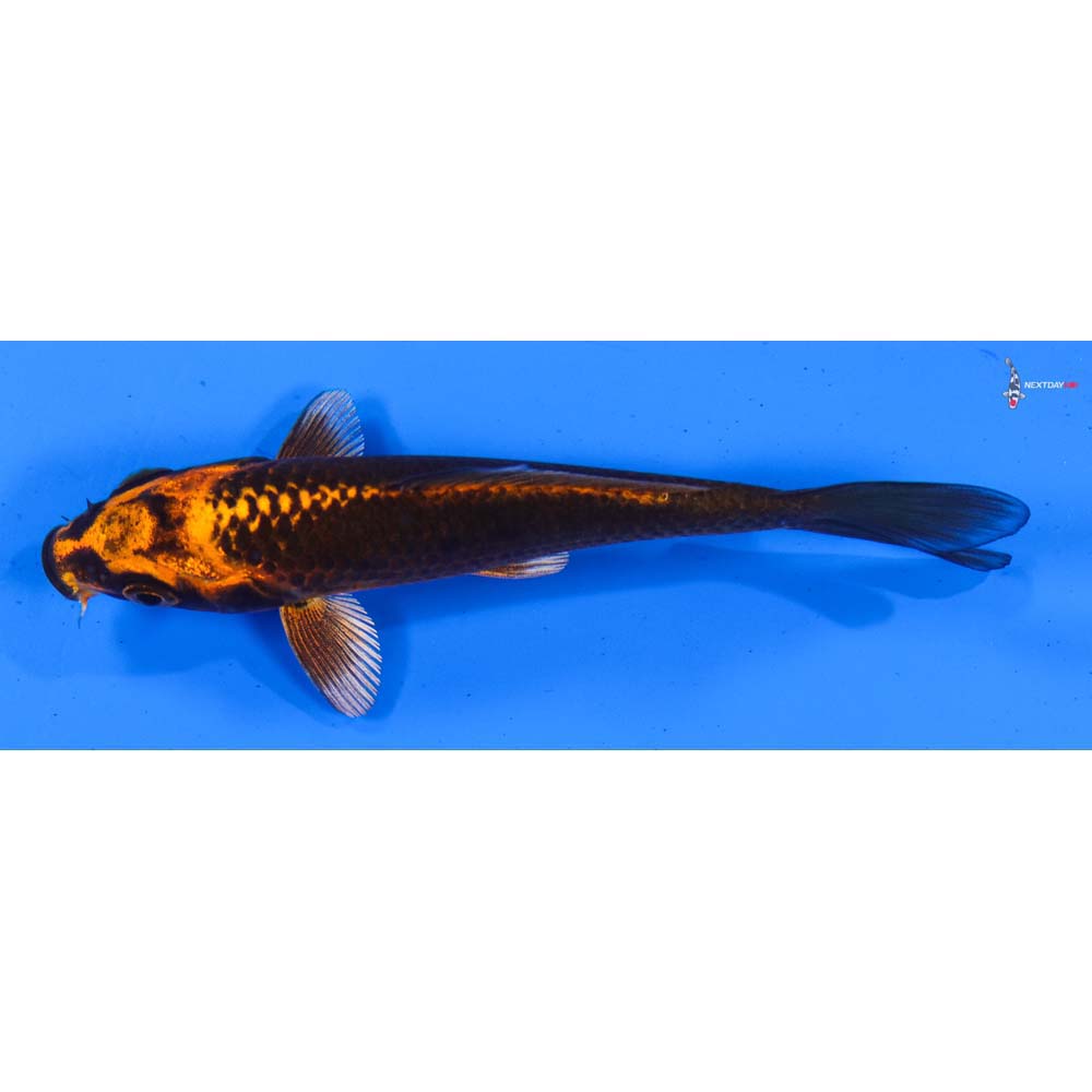 4.5” Imported Orenji Matsuba