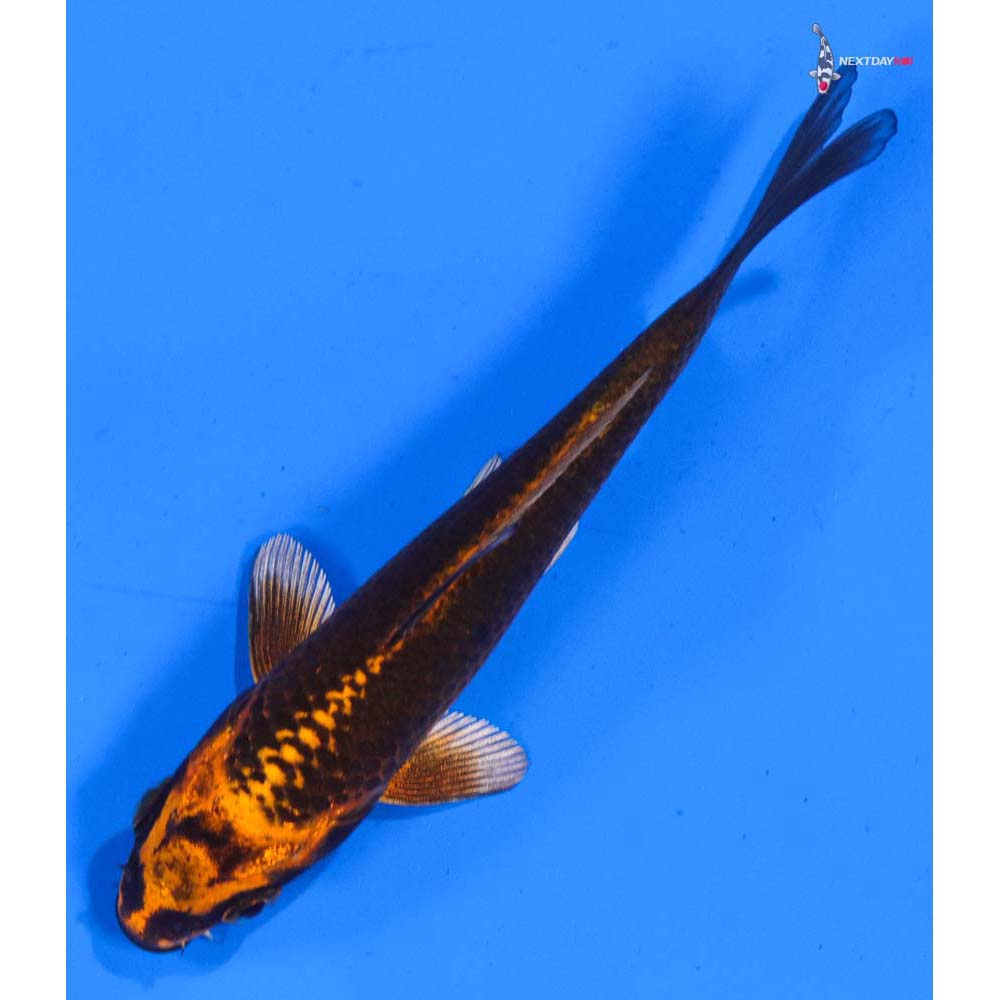4.5” Imported Orenji Matsuba