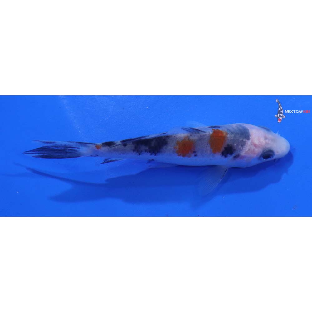 3” Imported Sanke