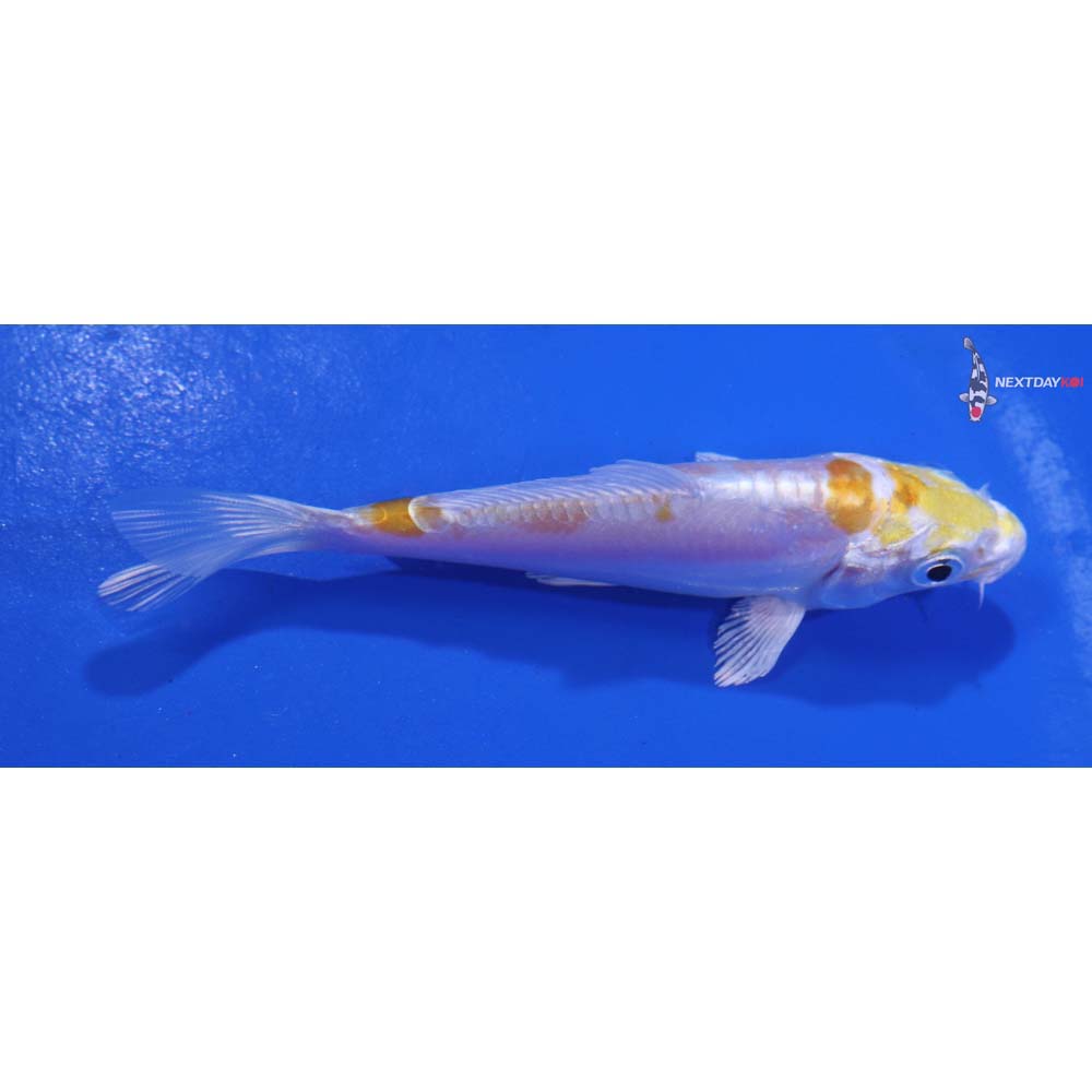 3.5” Imported Doitsu Lemon Hariwake