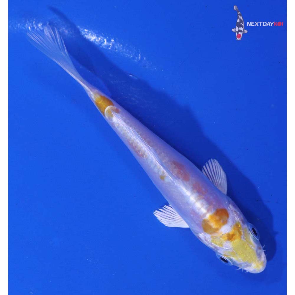 3.5” Imported Doitsu Lemon Hariwake