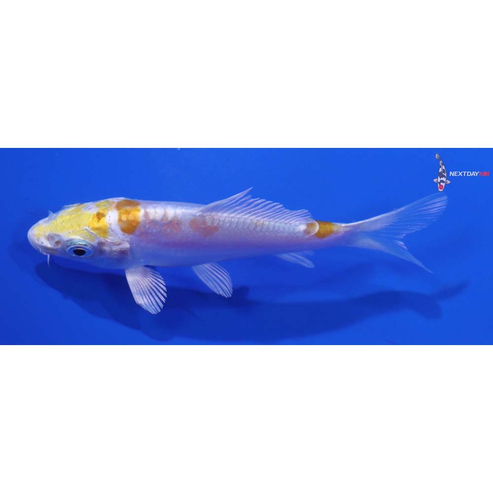 3.5” Imported Doitsu Lemon Hariwake