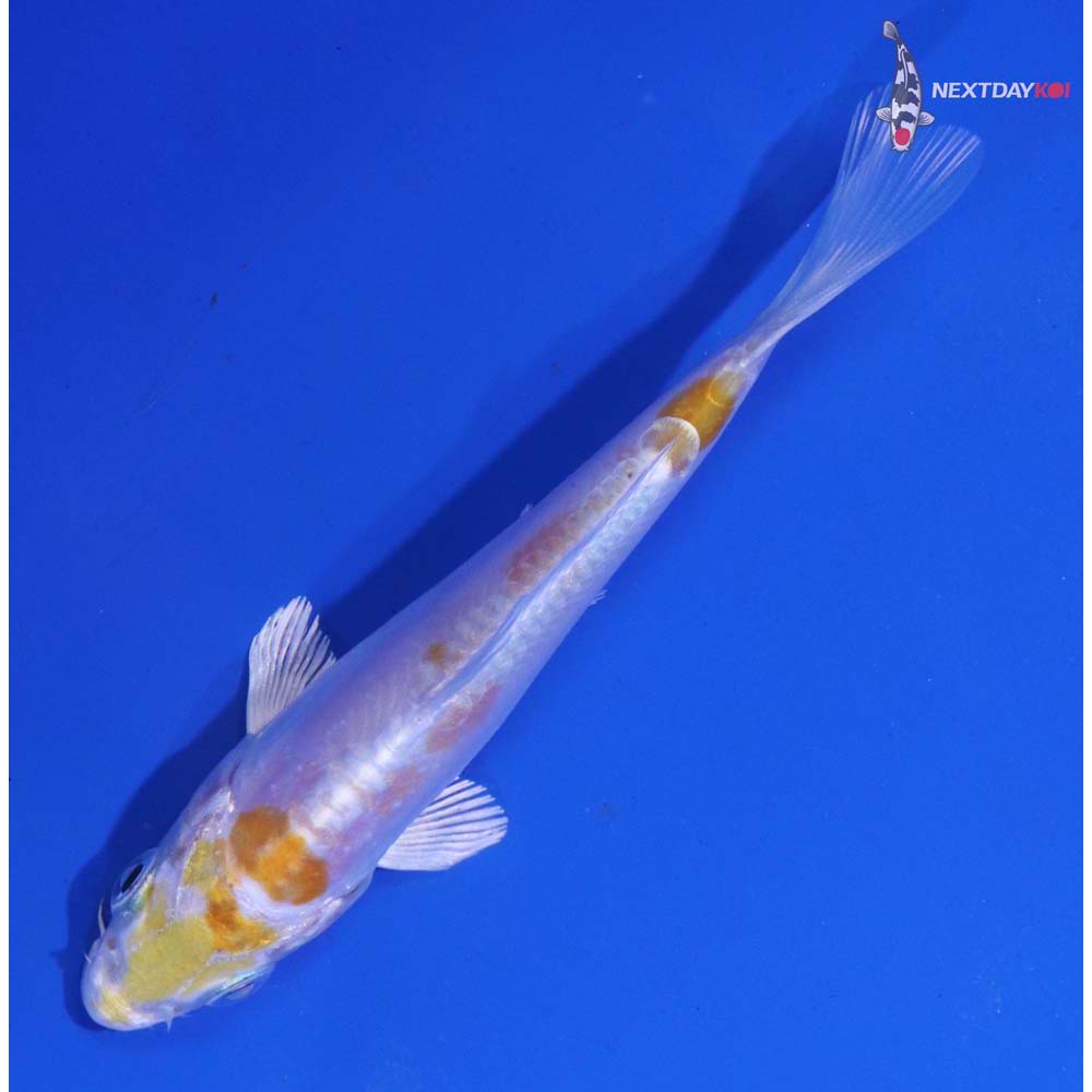 3.5” Imported Doitsu Lemon Hariwake