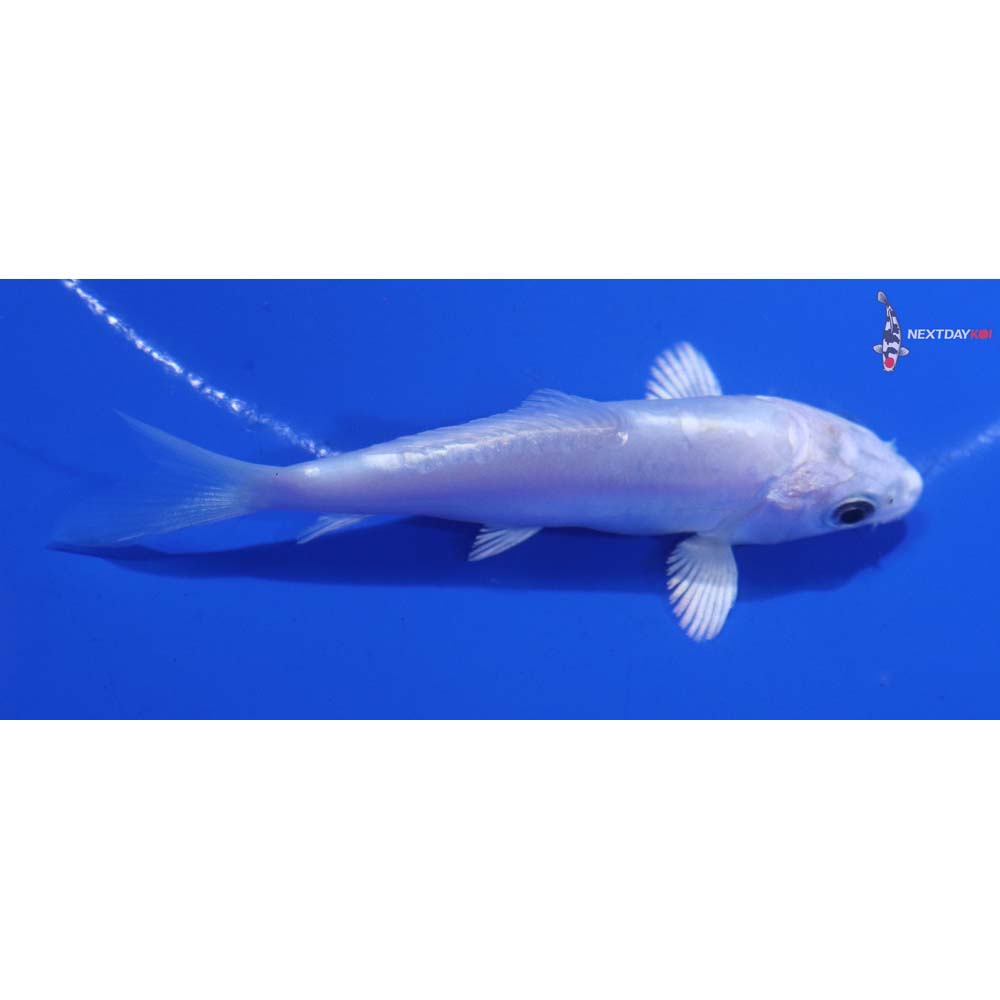 3.5” Imported Doitsu Platinum Ogon