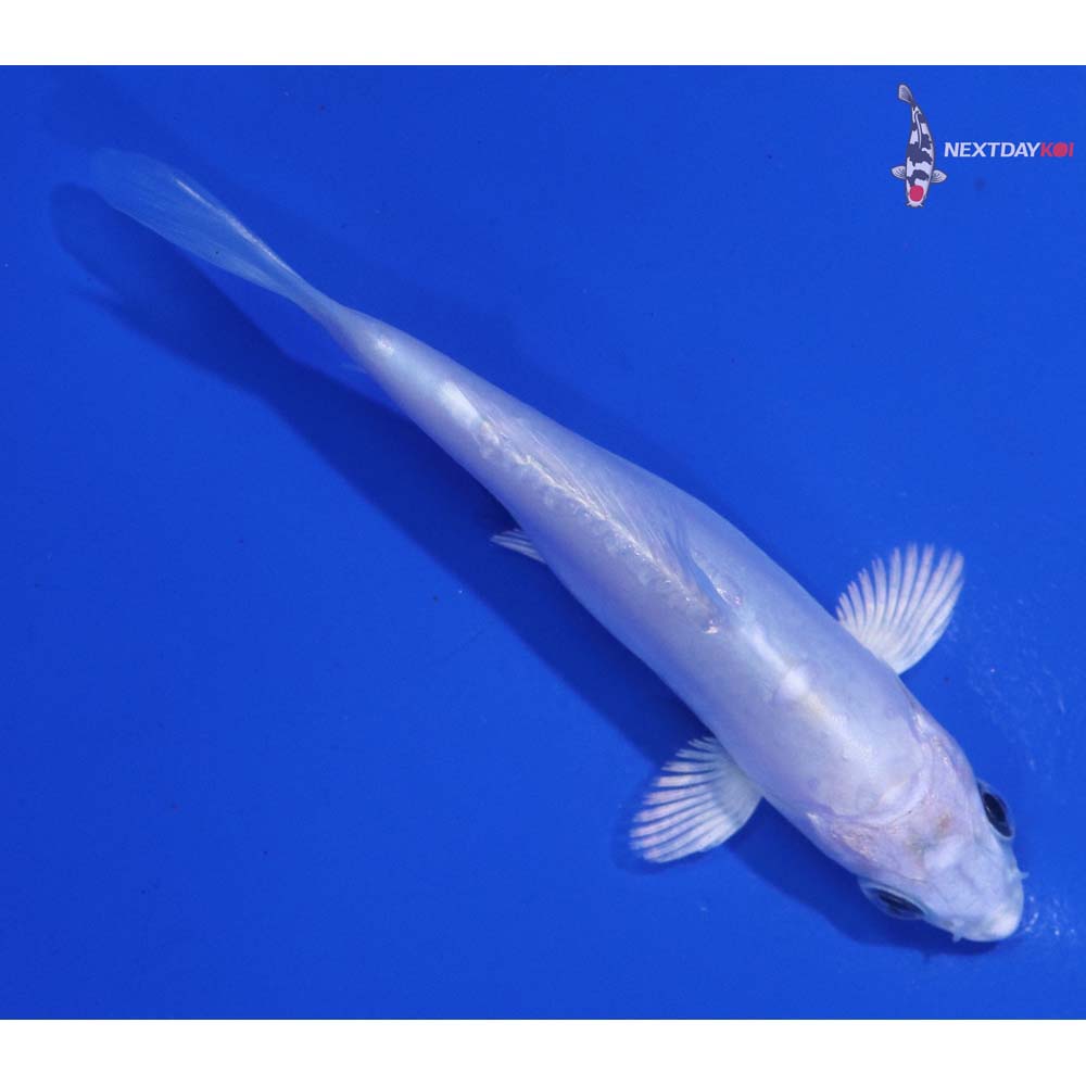 3.5” Imported Doitsu Platinum Ogon