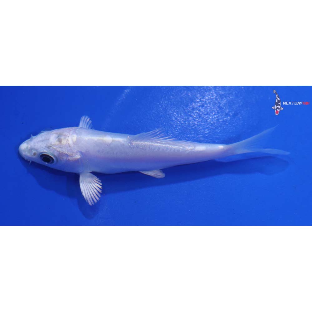 3.5” Imported Doitsu Platinum Ogon