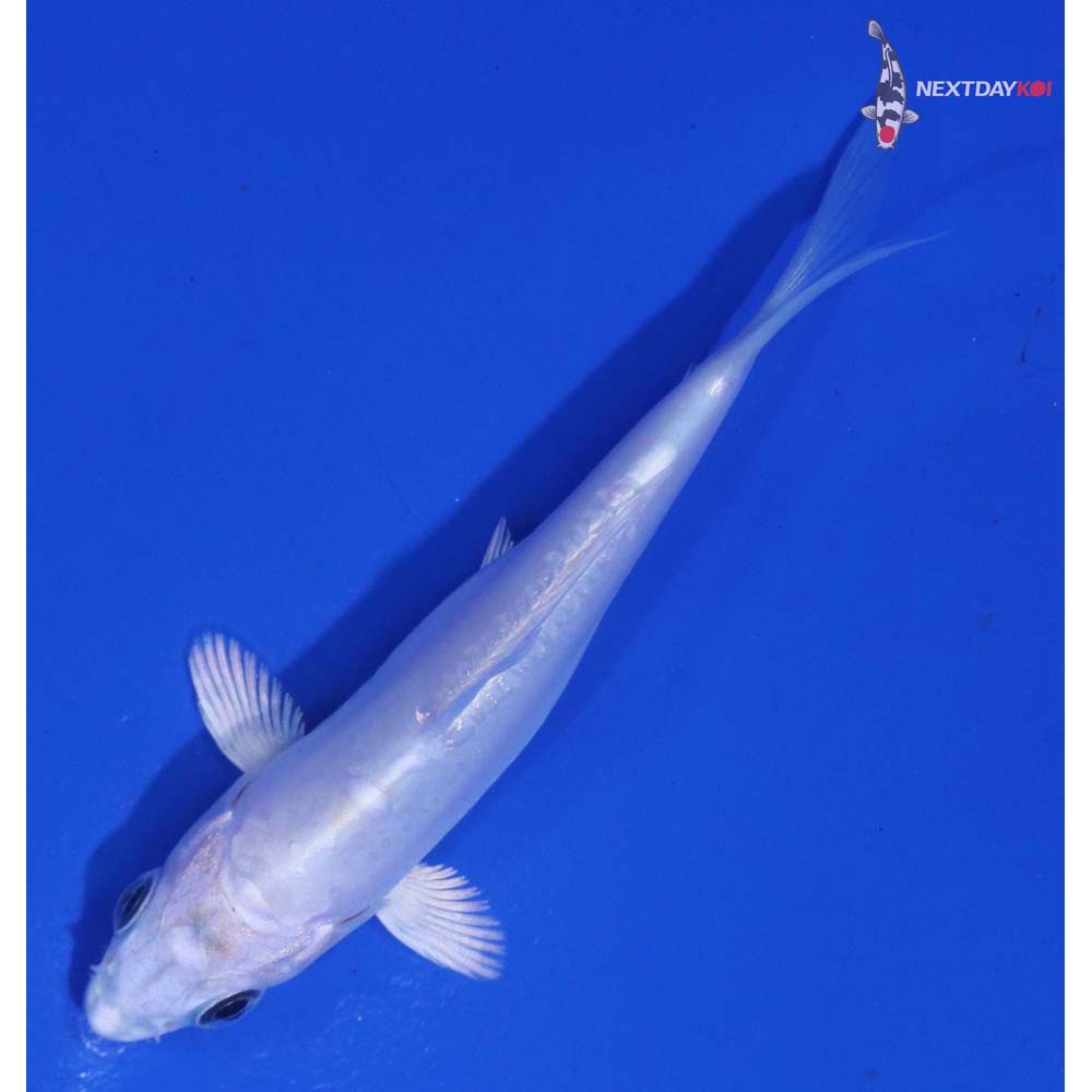 3.5” Imported Doitsu Platinum Ogon