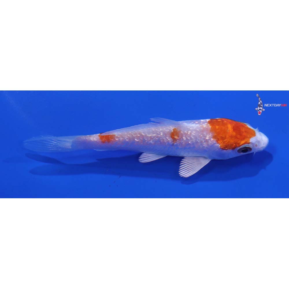 3.5” Imported Gin Rin Hariwake