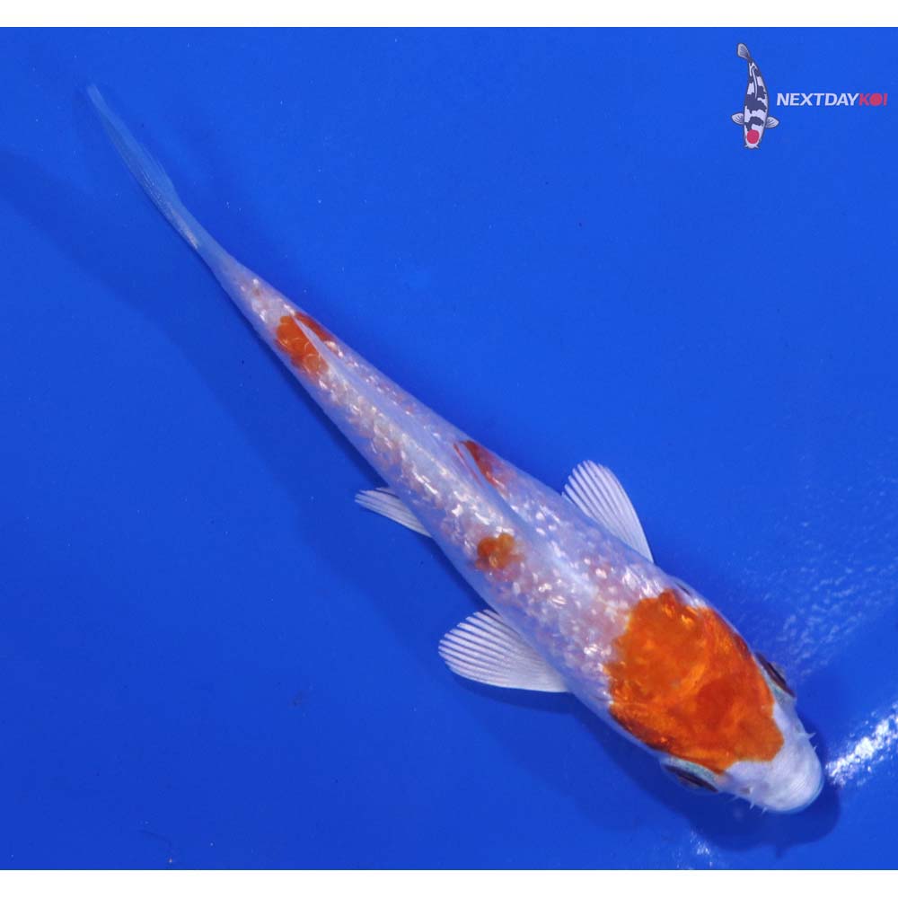 3.5” Imported Gin Rin Hariwake