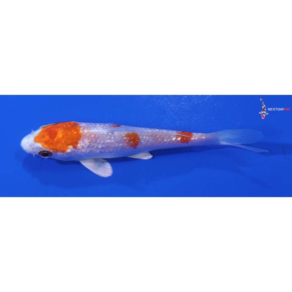 3.5” Imported Gin Rin Hariwake