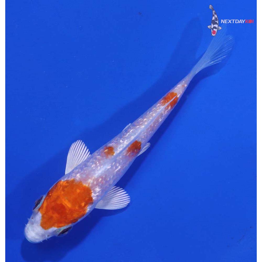 3.5” Imported Gin Rin Hariwake