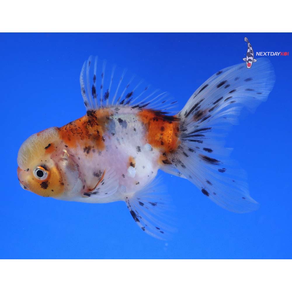 4” Imported Calico Oranda