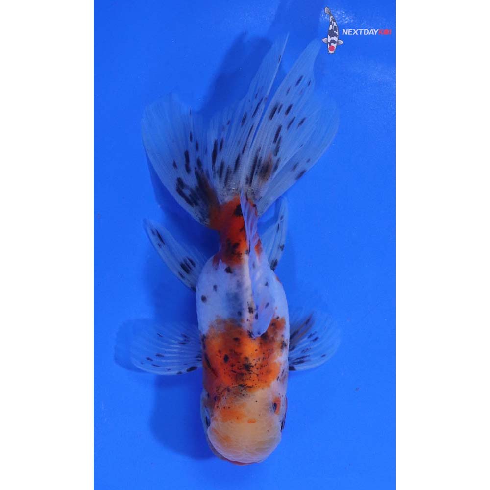 4” Imported Calico Oranda