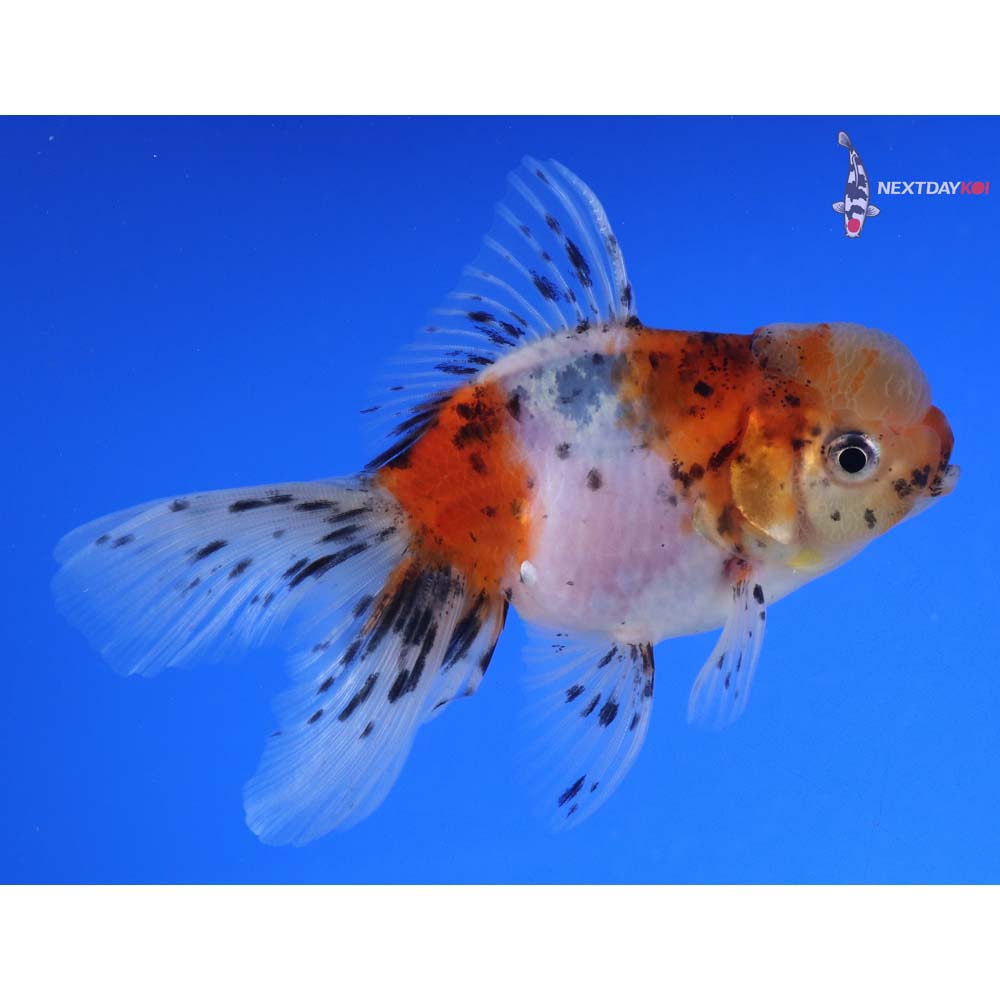 4” Imported Calico Oranda