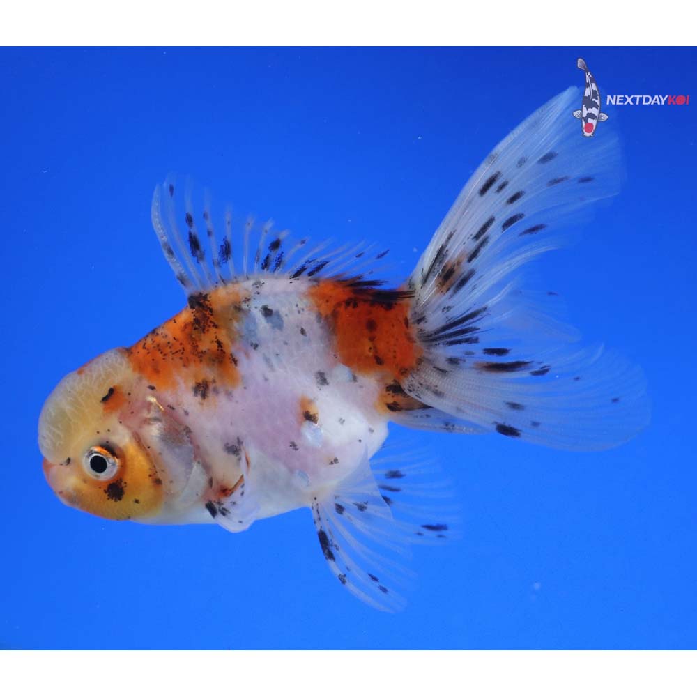 4” Imported Calico Oranda