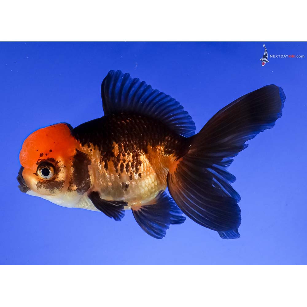 4” Imported Red and Black Oranda