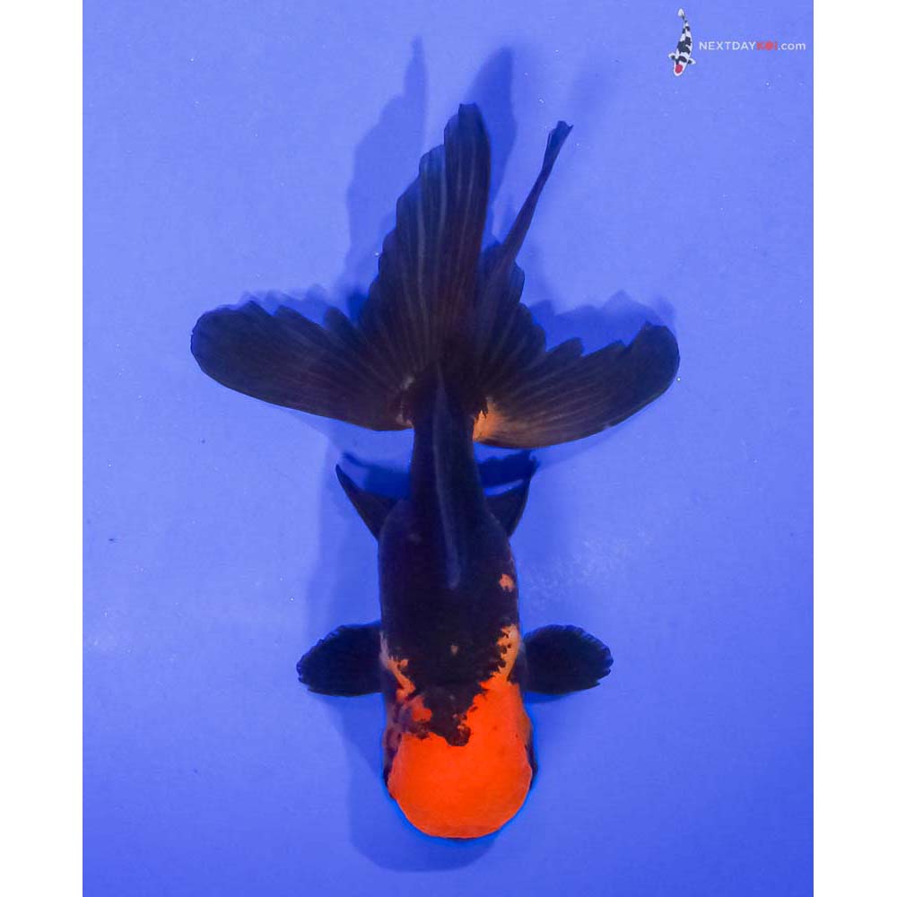 4” Imported Red and Black Oranda