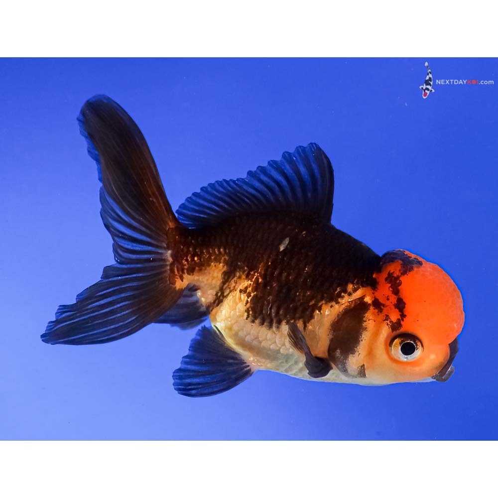 4” Imported Red and Black Oranda