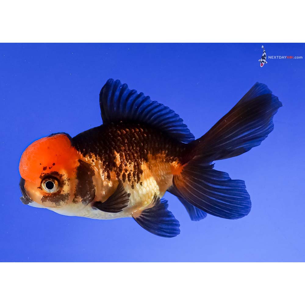 4” Imported Red and Black Oranda