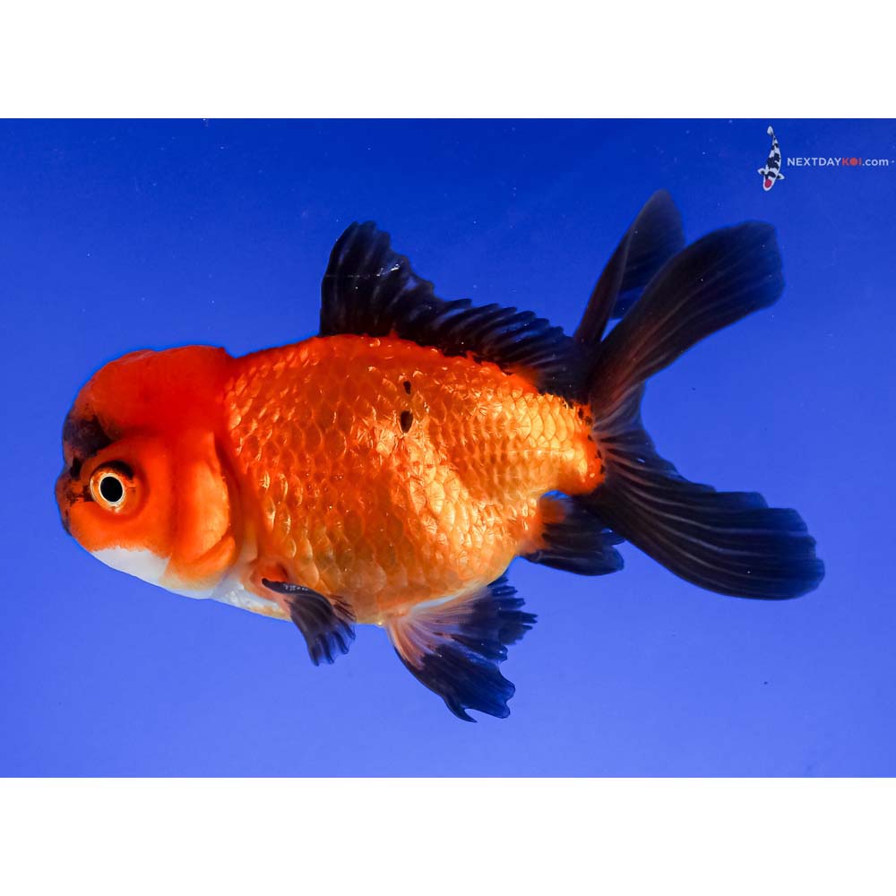 4.5” Imported Tri Color Oranda