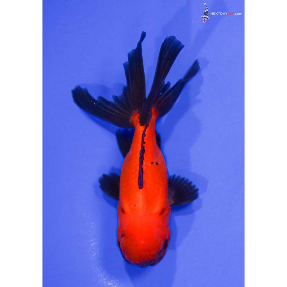 4.5” Imported Tri Color Oranda