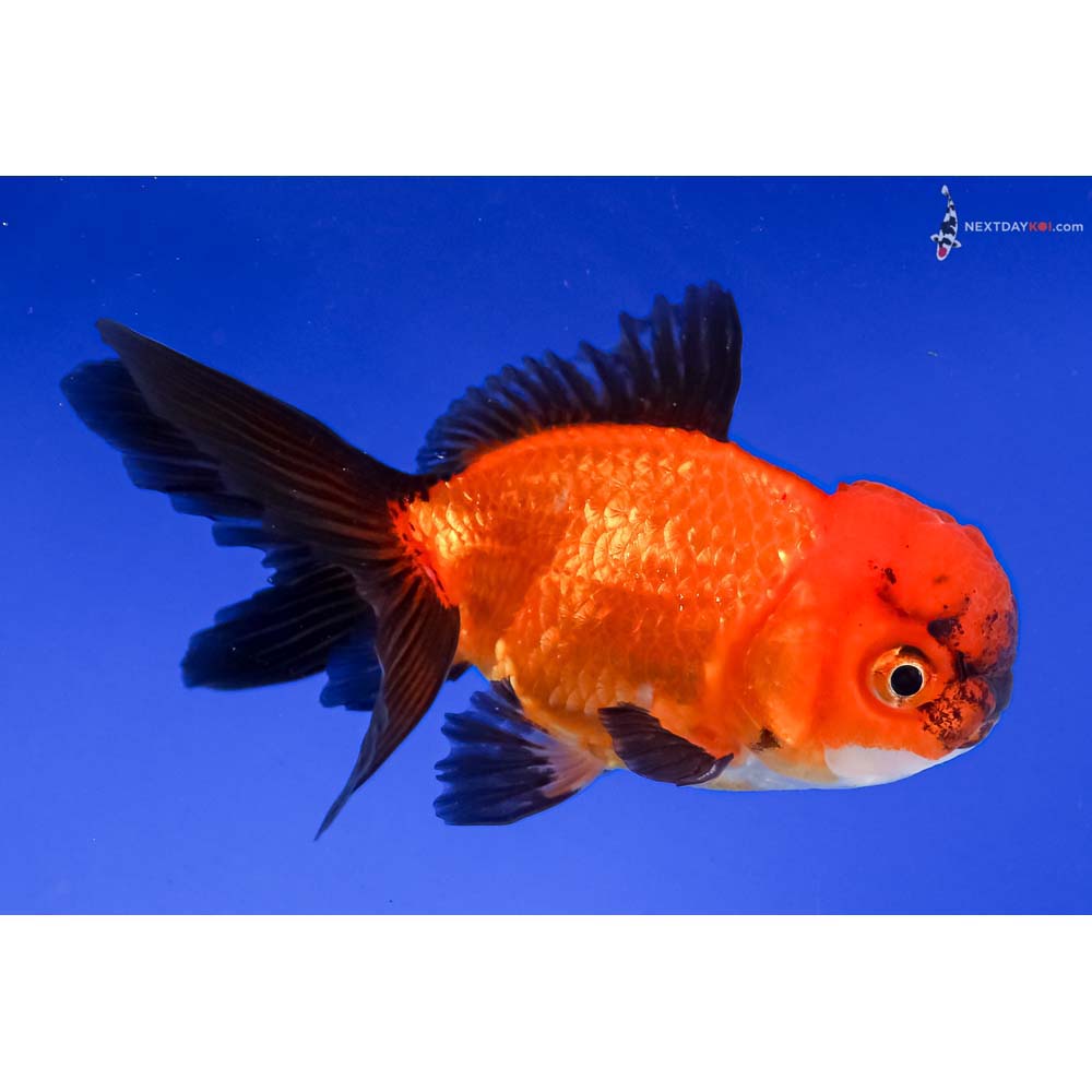 4.5” Imported Tri Color Oranda