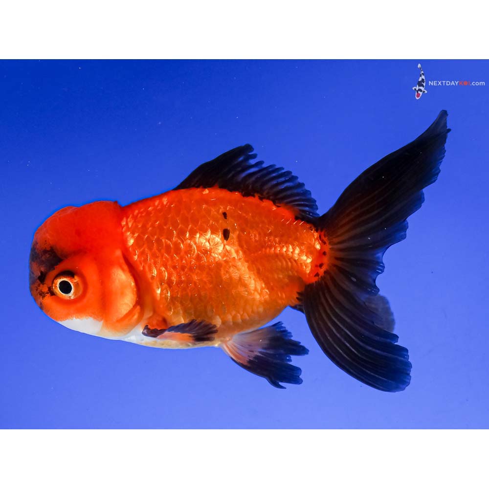 4.5” Imported Tri Color Oranda