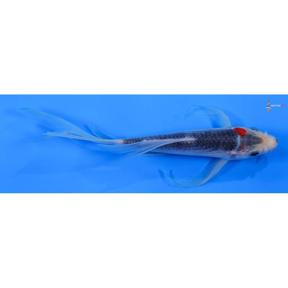 7.5” Imported Asagi Butterfly Koi