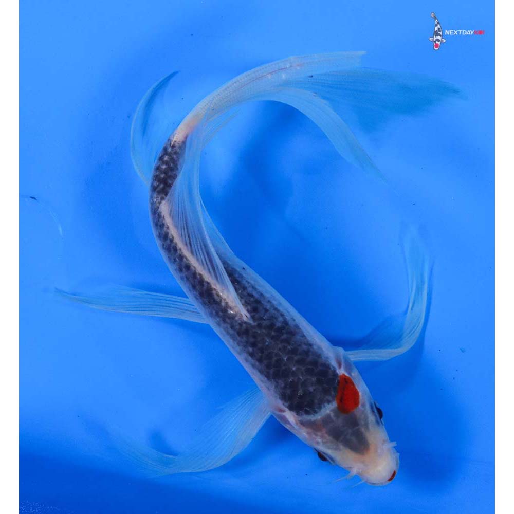 7.5” Imported Asagi Butterfly Koi
