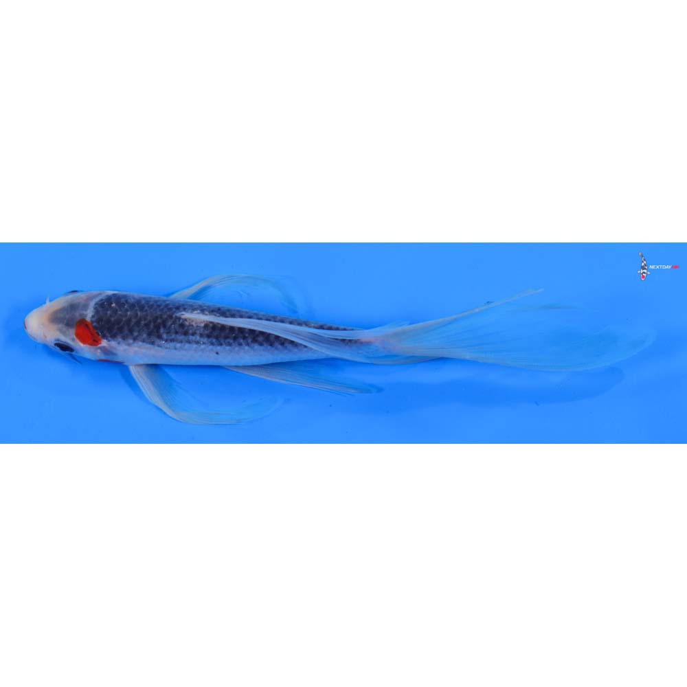 7.5” Imported Asagi Butterfly Koi