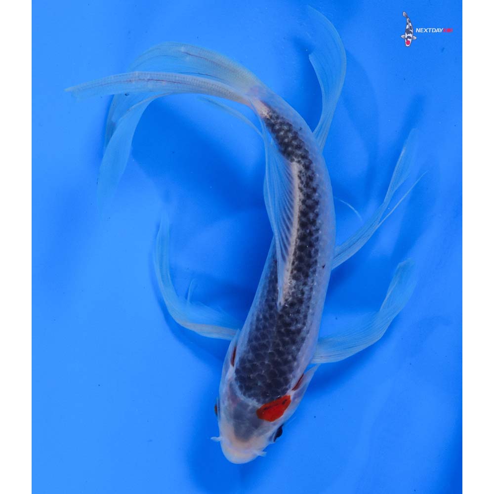 7.5” Imported Asagi Butterfly Koi