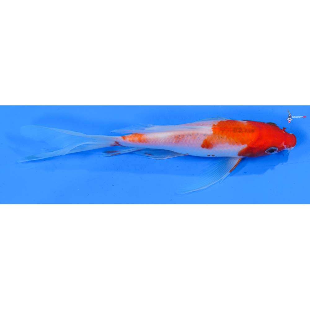7.5” Imported Kohaku Butterfly Koi