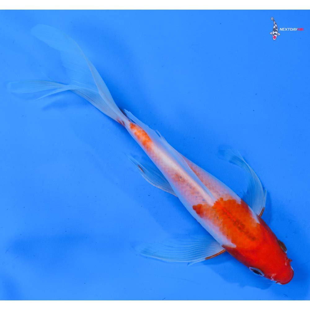 7.5” Imported Kohaku Butterfly Koi
