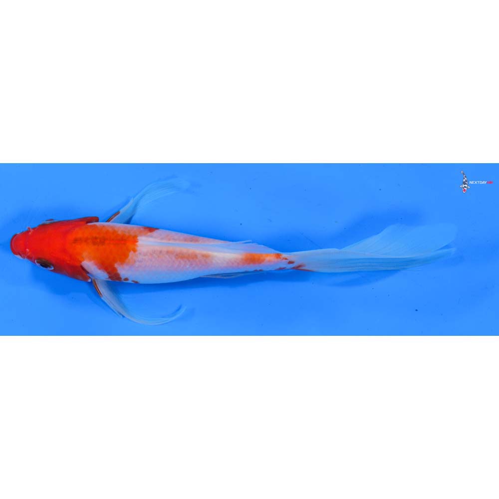 7.5” Imported Kohaku Butterfly Koi