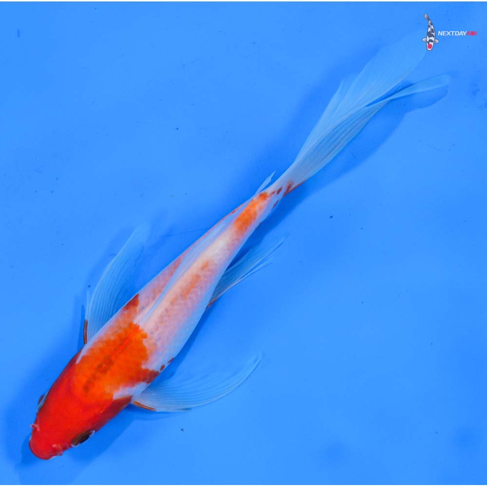 7.5” Imported Kohaku Butterfly Koi