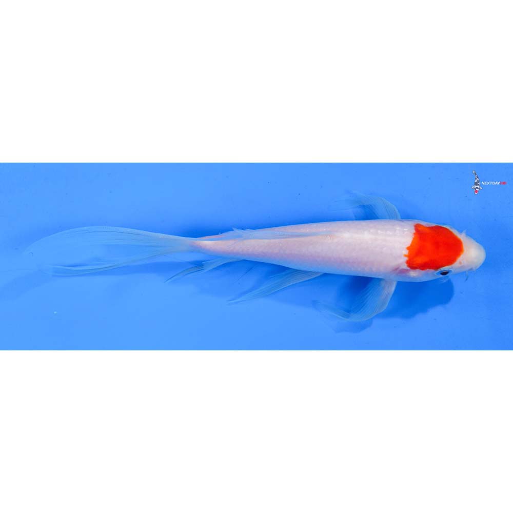 7.5” Imported Kohaku Butterfly Koi
