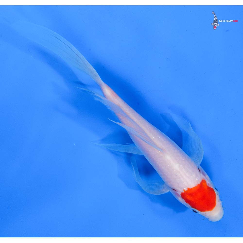 7.5” Imported Kohaku Butterfly Koi