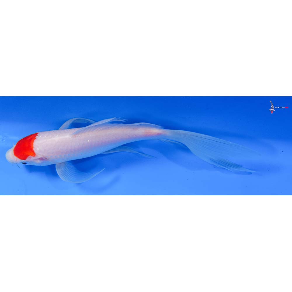 7.5” Imported Kohaku Butterfly Koi