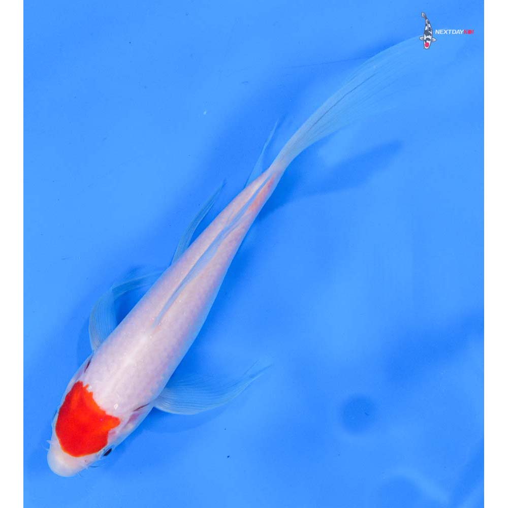 7.5” Imported Kohaku Butterfly Koi