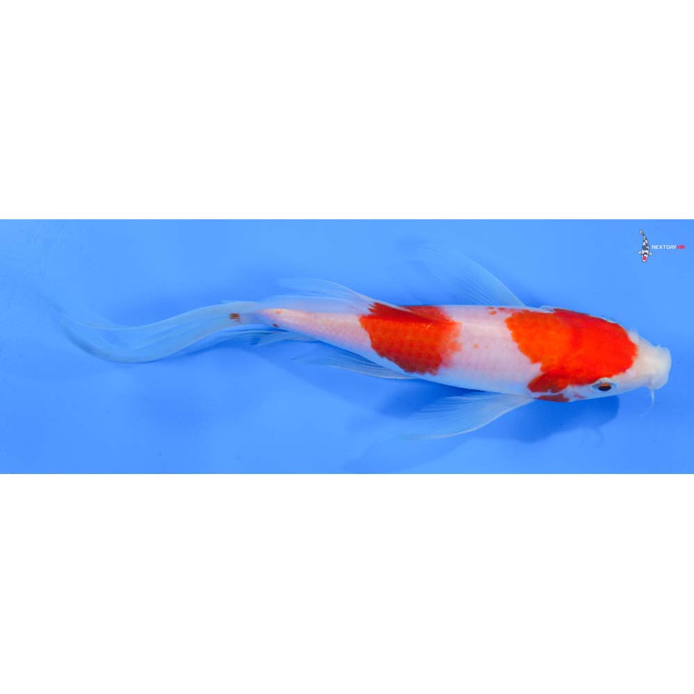 8” Imported Kohaku Butterfly Koi